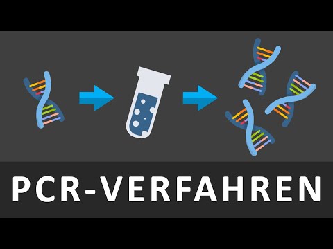 PCR | DNA Kopieren | Die Polymerase Kettenreaktion einfach erklärt