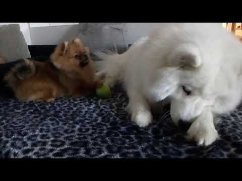 Самоед Asti I Маленький шпитц в гостях