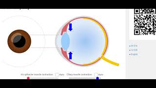 Görmənin Mexanizmi və Göz Xəstəlikləri | Yaxından-Uzaqdan Görmə | Biologiya Dərsi – BioEdu