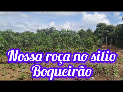Nossa roça no sitio boqueirão Santana do cariri Ceará cont 88 988476514 