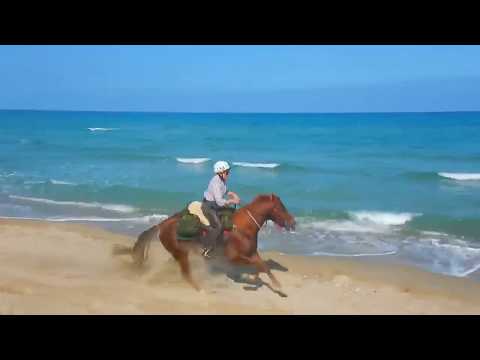 Galoppo sulla spiaggia - passeggiata a cavallo in spiaggia