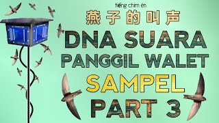 Download lagu DNA SUARA PANGGIL INAP WALET TERBAIK | SAMPEL PART 3 - swiftlet sound @ekafamilyofficial mp3