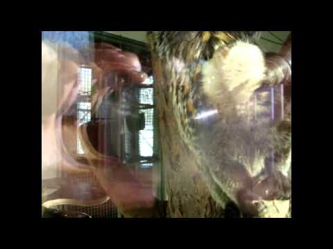 't sjunste op de welt (fragment) - mathieu finders / hardy mertens