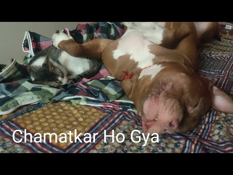 Pitbull and cat both are sleeping together