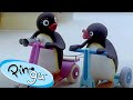 Pingu Surprises Everyone Pingu Official Channel Cartoons For Kids