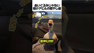 ぬいぐるみじゃない極小アヒルの癒やし姿#コールダック #アヒル #ペット #動物 #癒し動画 #可愛い #雑学 #鳥