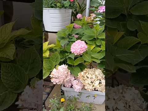 #gardening #garden  #shortvideo  #flowers#manika