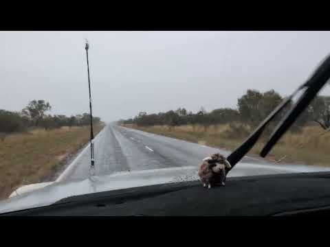 Video: rainy Ti Tree