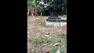 Download lagu Sangat Ngeri Seranag BL Ganas Penunggu Makam #birds #burungganas #pikatcengkram mp3