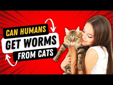 Can Humans Get Worms From Cats (How to Prevent From Cat Worms)