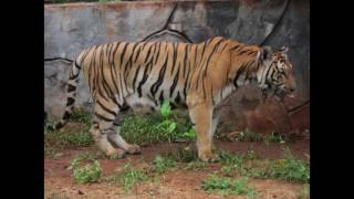 Tiger Temple tigers: RIP Sairung