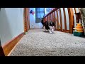 After 4 Days Todd Finally Wants To Play Again
