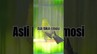 Download lagu ASLI BIKIN NGALAS ‼️ Terapi Pleci Ombyokan Bikin Cepat Buka Paruh Dan Ngeriwik Kasar #shorts #pleci mp3