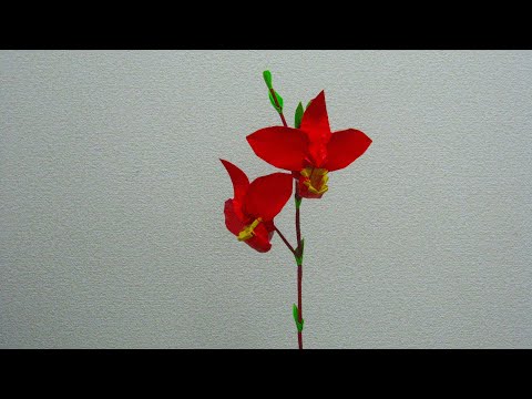 園芸 フラグミペディウム