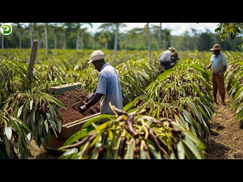 The World's Second Most Expensive Spice - How Farmers Grow and Harvest Vanilla?