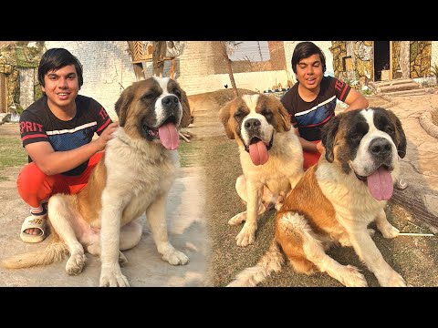 india Sy Aiy Saint Bernard Dogs 😍 Surprise Reveal
