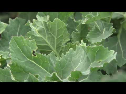 Perko- krmna repica odličan izvor hraniva