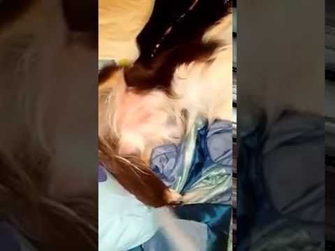 How to clean a dog? I am a very clean dog, Dog loves vacuuming