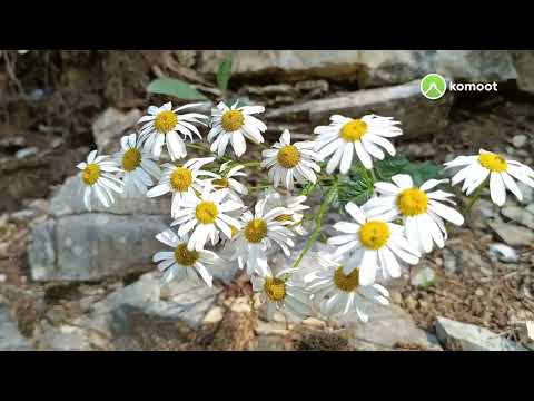 Scott speedster 50 cave marmo Botticino