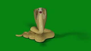 green screen snake ichchadhari nag free video clip