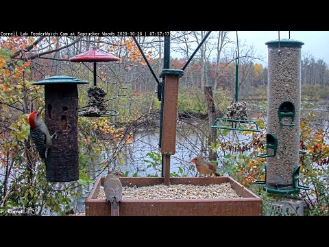 Rainy Morning Brings Forest Residents To Cornell Feeders – Oct. 26, 2020