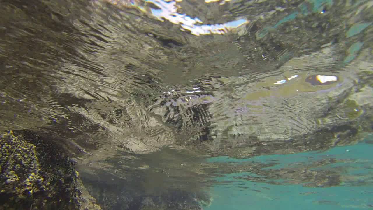Swimming with a shark in the USVI Caribbean Sea