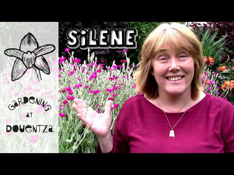 YouTube video about: Where to buy rose campion plants?