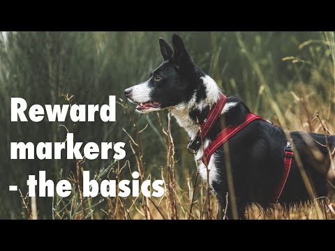 How I train basic reward markers for obedience training for FCI obedience