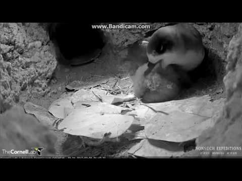 2017 03 06 Bermuda petrel - Edit: Intruder rolls chick on it's back