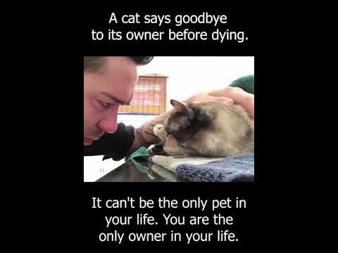 A Cat Says Goodbye To Its Owner Before Dying - YouTube