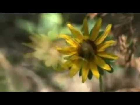 M Eminescu,   O  ramai, ramai cu bine, recita Adrian Pintea