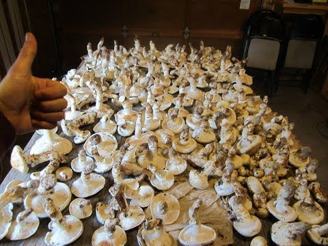 "Magnificent Matsutake" Kickstarter Campaign