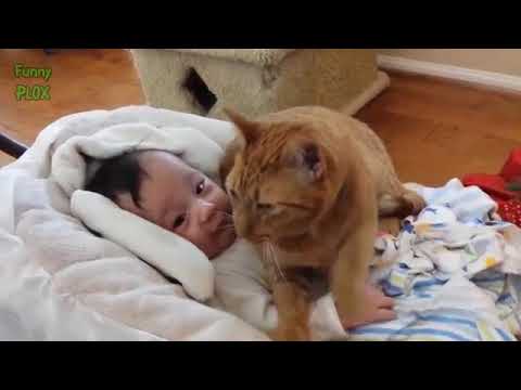 Funny Cats Protecting Babies Compilation 2017