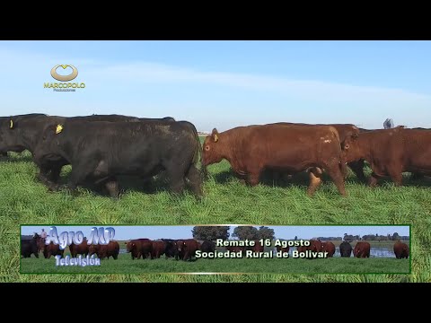 Cabañero de Bolivar Oscar Busquet con toda la Genética Angus