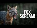 What Does The Fox Say Fox Screams In The Wild