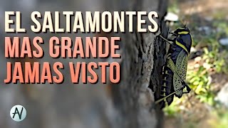 preview picture of video 'Enorme saltamontes captado en la sierra de arteaga'