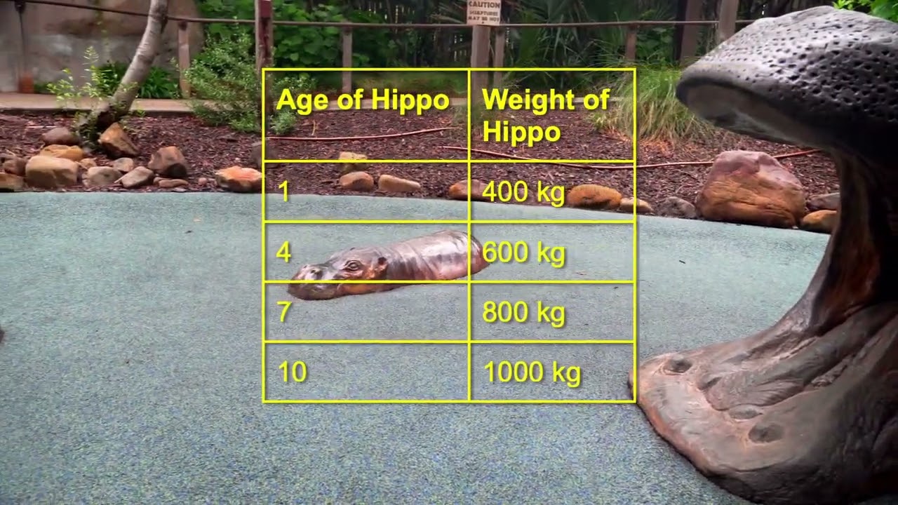 How quickly do hippos grow?
