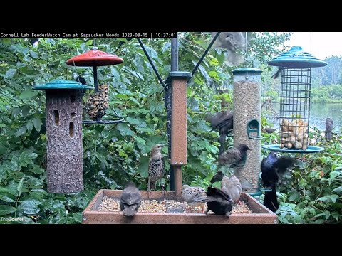 Young European Starlings Gain Their Adult Feathers – Aug. 15, 2023