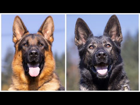 Show Line VS Working Line German Shepherds?
