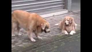 Why Are You Hungry? 我餓了!