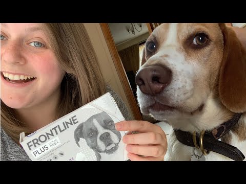 How to apply FRONTLINE PLUS to dogs?