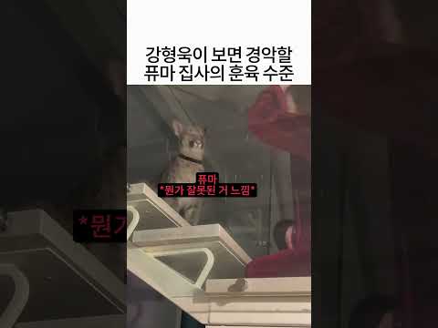 강형욱이 보면 뒷목 잡을 맹수 퓨마 집사의 살벌한(?) 훈육 방식