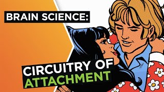 Brain in love: The science of attachment in relationships | Helen Fisher
