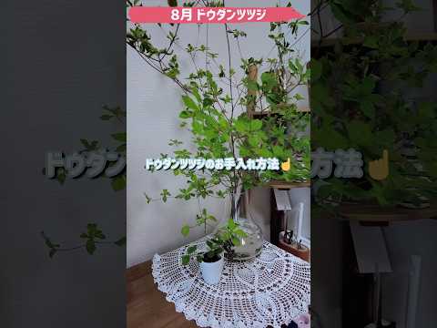 園芸 ドウダンツツジ