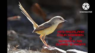 Download lagu MP3 ANDALAN!!! MASTERAN UNTUK SEMUA JENIS BURUNG, MP3 CIGUN NGEBREN & GEMERCIK AIR mp3 Download lagu MP3 ANDALAN!!! MASTERAN UNTUK SEMUA JENIS BURUNG, MP3 CIGUN NGEBREN & GEMERCIK AIR mp3