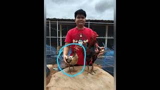 Download lagu A brief history of mangon yokere #yokere #ayammangon #ayambangkokindonesia #ayampakoy #farm #thai... mp3