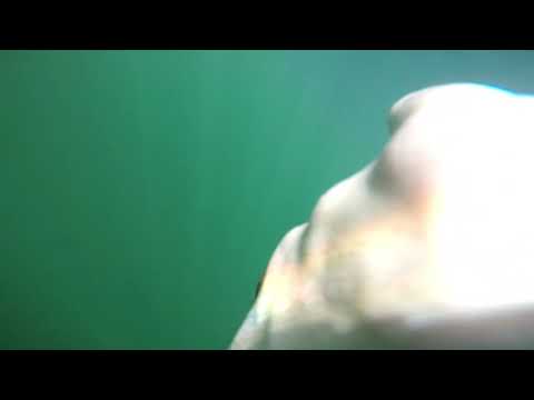 Scuba Diving, Câmpul lui Neag