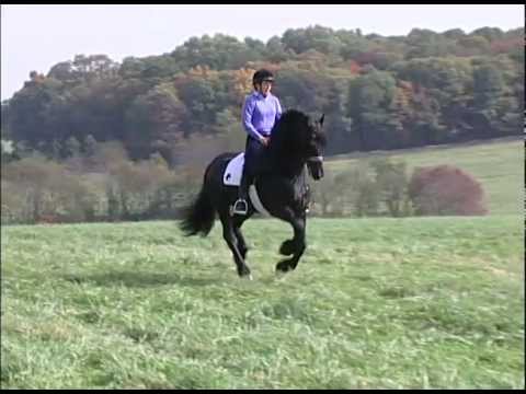 Friesians at Play Heinse 354, Iron Spring Farm