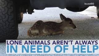 Injured Fawn Found Hiding Under Truck
