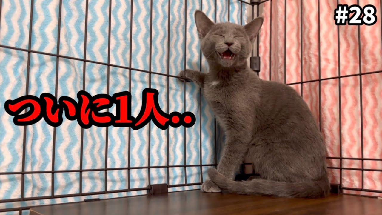 ぼっちになった子猫の鳴き声が切なすぎる